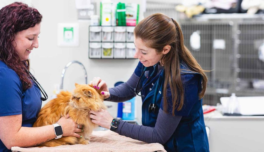 PetMedic Portland Vets with Cat