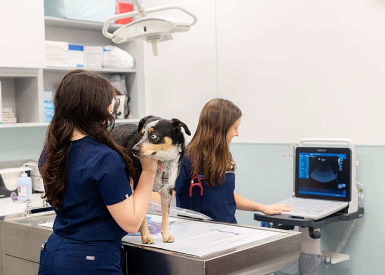vets examining a dog on a table