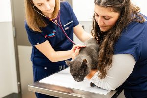 vets examining a cat