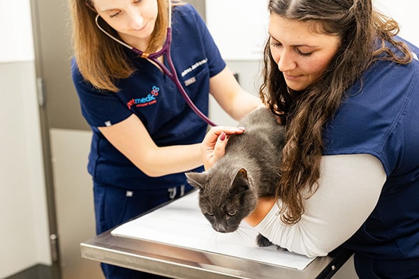 vets examining a cat