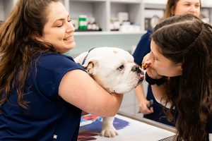 vets giving dog a treat
