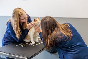 staff examining cat