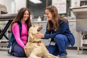 vets with dog