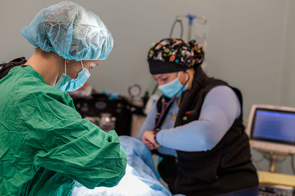 vet doing surgery on dog