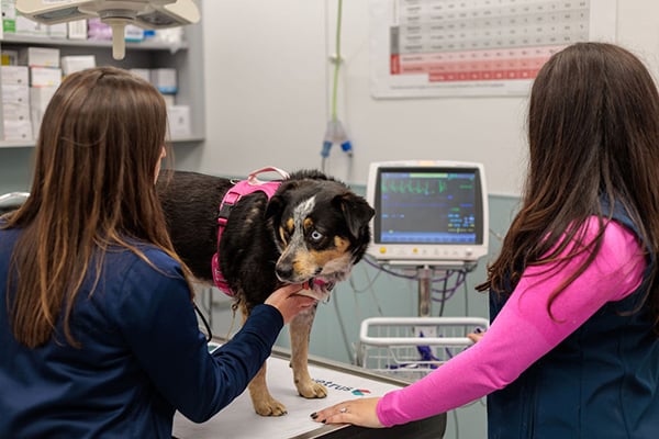vet checking on dog
