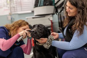 staff examining dog's ear