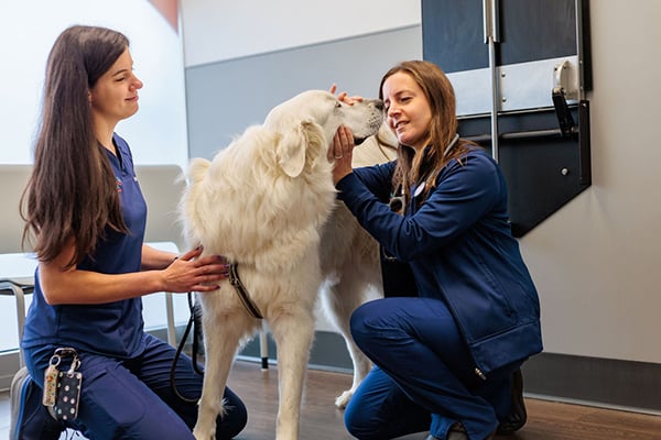 staff examining dog teeth