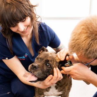 vet examining dog ear
